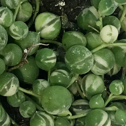 String of Pearls Variegat, 3in, Senecio Rowleyanus