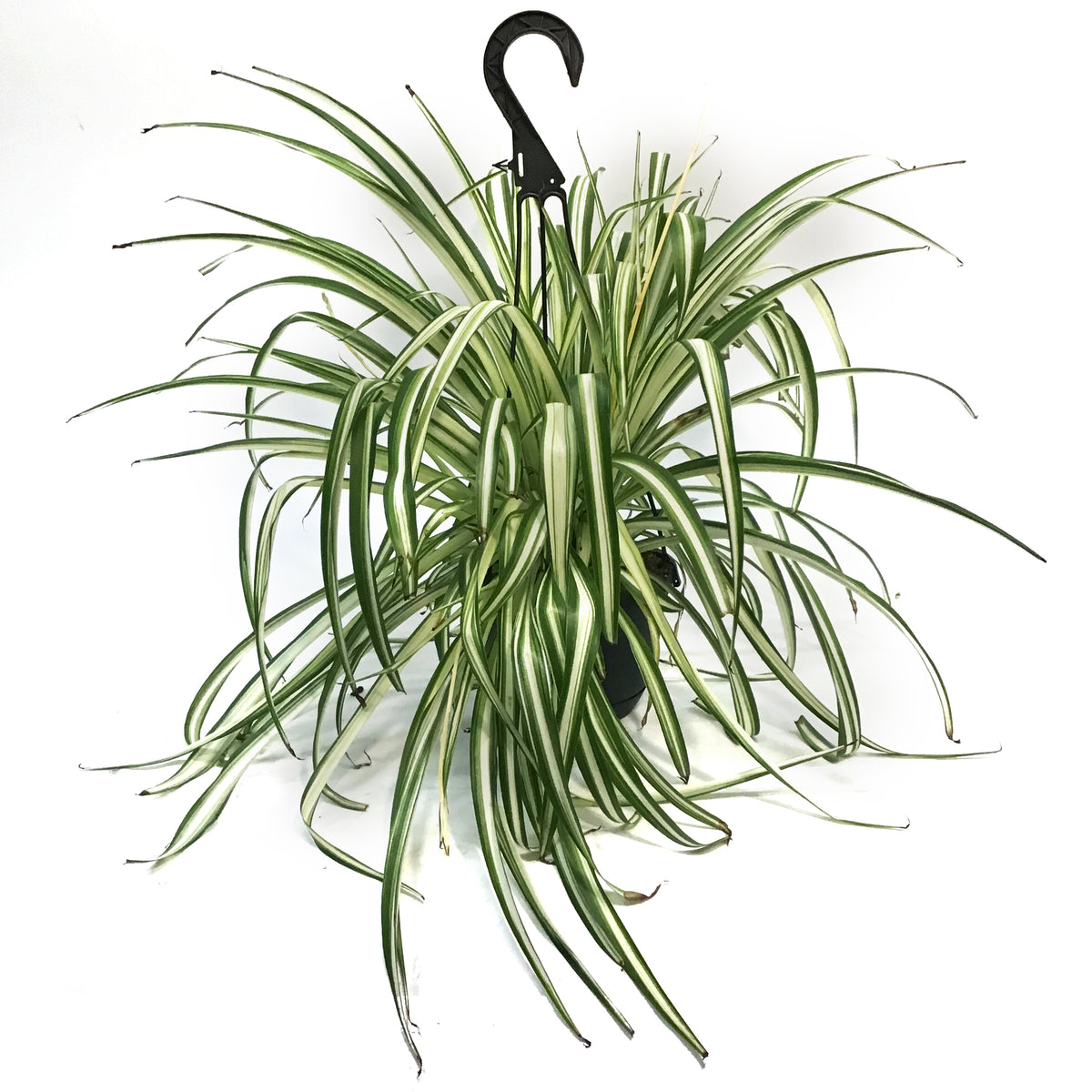 Spider Plant, 6in Hanging Basket, atlantic