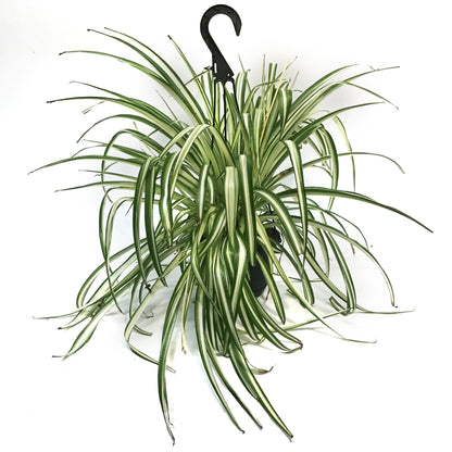 Spider Plant, 6in Hanging Basket, atlantic