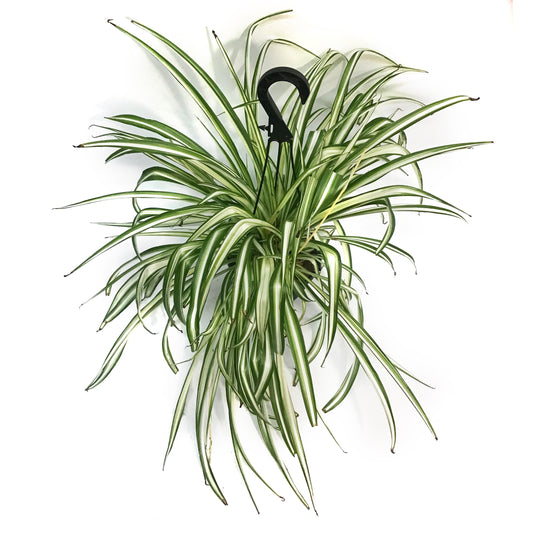 Spider Plant, 6in Hanging Basket, atlantic