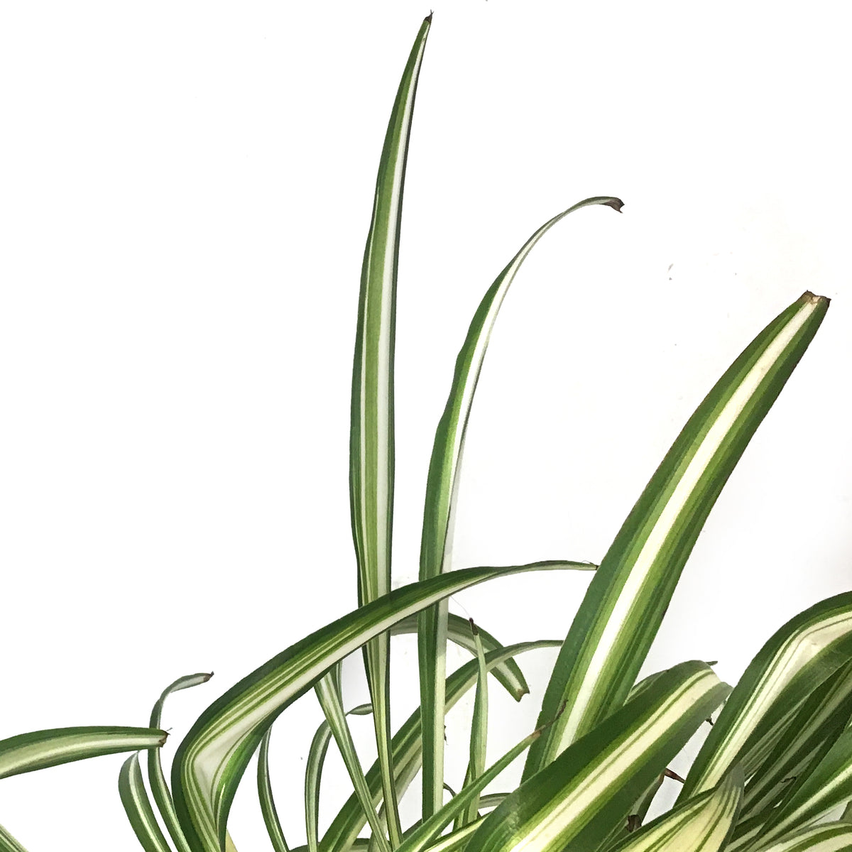 Spider Plant, 6in Hanging Basket, atlantic