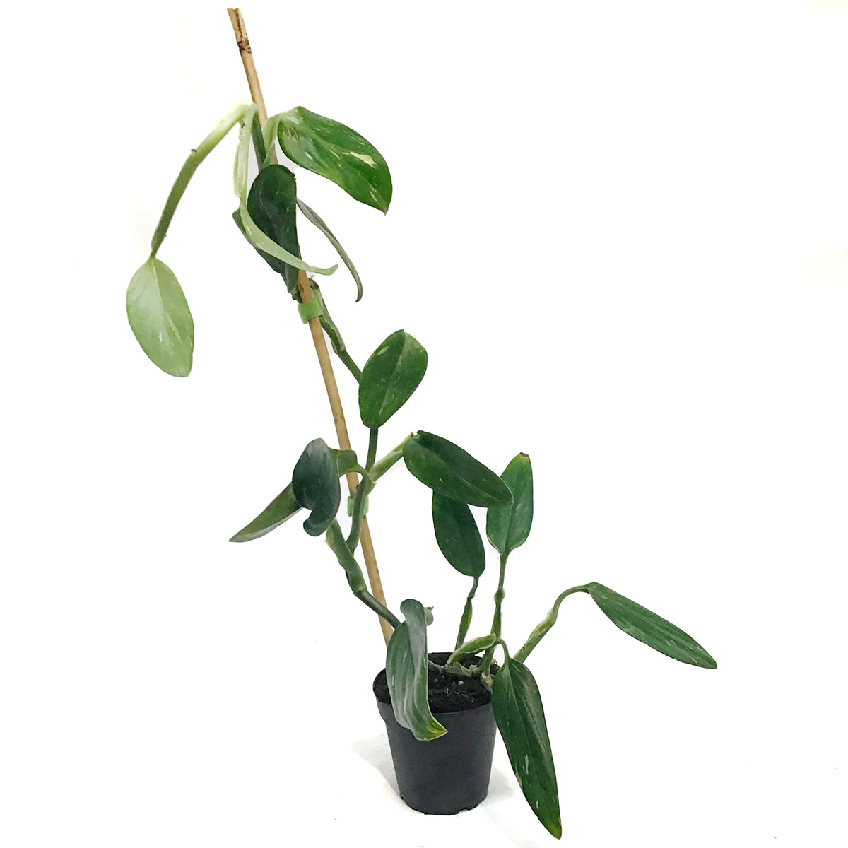 Monstera, 4in, Standleyana