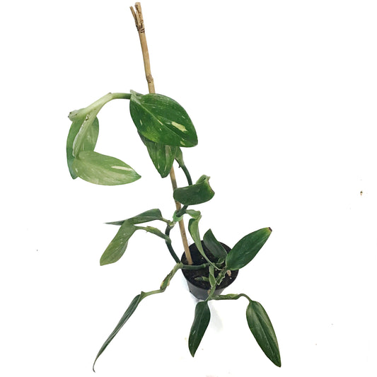 Monstera, 4in, Standleyana