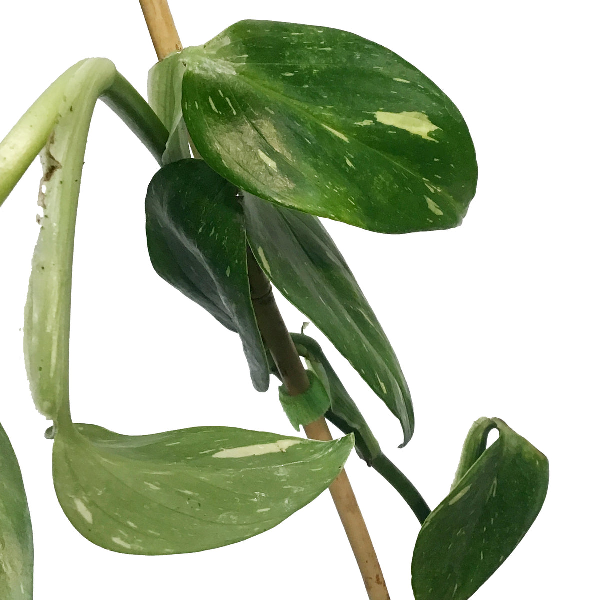 Monstera, 4in, Standleyana