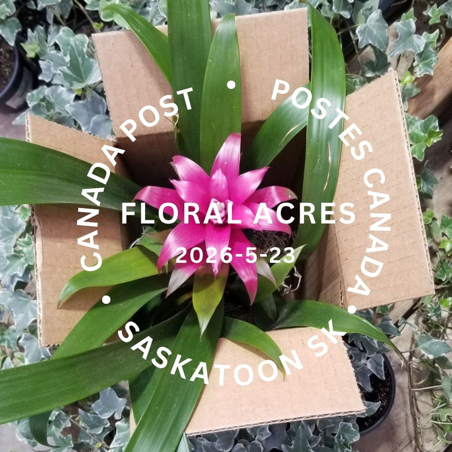 Plant in box with postage cancel