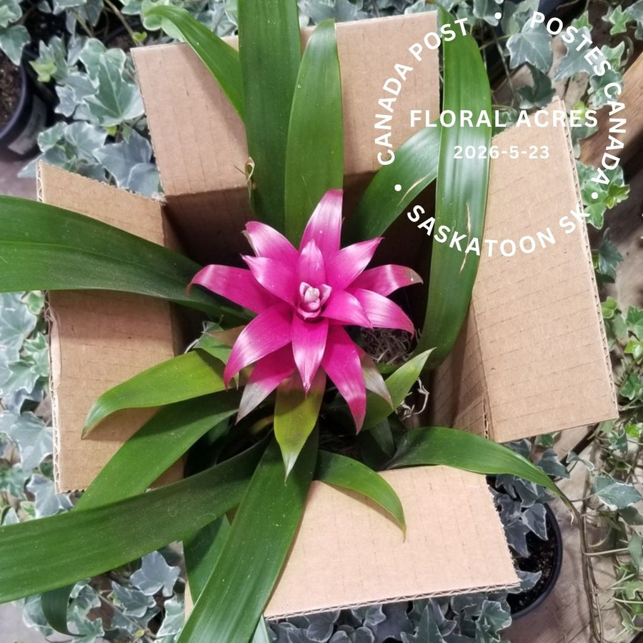 Plant in box with postage cancel