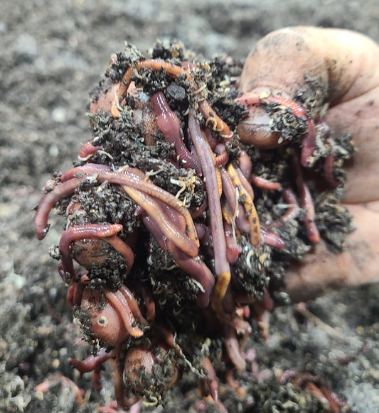 Worms, Red Wiggler, 0.5lb