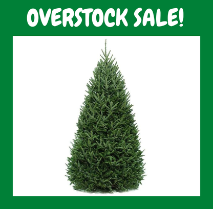 Christmas Tree, 6-8ft, Balsam Fir