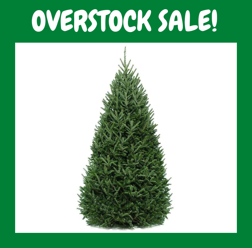 Christmas Tree, 6-8ft, Balsam Fir