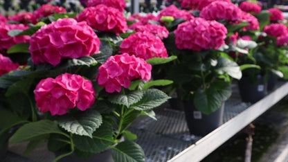 Planter, 10in, Hydrangea, Assorted