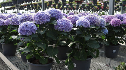 Planter, 10in, Hydrangea, Assorted