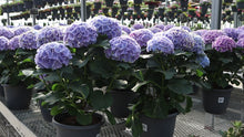 Load and play video in Gallery viewer, Planter, 10in, Hydrangea, Assorted
