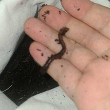 Load image into Gallery viewer, Worms, Red Wiggler, 0.5lb
