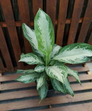 Load image into Gallery viewer, Aglaonema, 10in, Diamond Bay - Floral Acres Greenhouse &amp; Garden Centre
