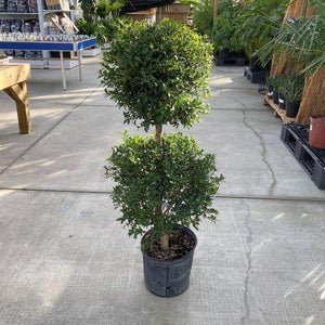 Bonsai, 10in, Eugenia Topiaries 2 Ball - Floral Acres Greenhouse & Garden Centre