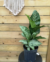 Load image into Gallery viewer, Dieffenbachia, 10in, Snow - Floral Acres Greenhouse &amp; Garden Centre
