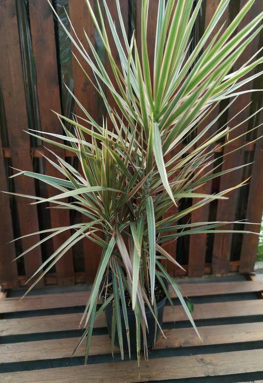 dracaena colorama bush Dracaena, 10in, Colorama Bush – Floral Acres Greenhouse & Garden Centre