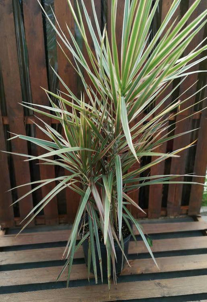 Dracaena, 10in, Colorama Bush - Floral Acres Greenhouse & Garden Centre