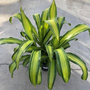Dracaena, 10in, Giganta - Floral Acres Greenhouse & Garden Centre