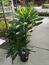 Load image into Gallery viewer, Dracaena, 10in, Green Jewel Cane - Floral Acres Greenhouse &amp; Garden Centre
