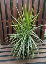 Load image into Gallery viewer, Dracaena, 10in, Kiwi - Floral Acres Greenhouse &amp; Garden Centre
