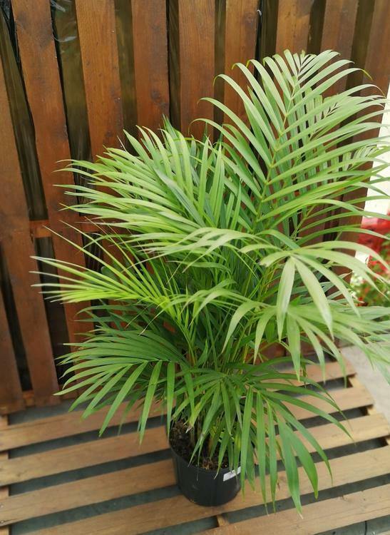 areca palm indoor toronto Palm, 10in, Areca – Floral Acres Greenhouse & Garden Centre
