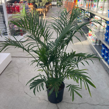 Palm, 10in, Cataractarum