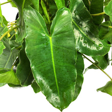 Load image into Gallery viewer, Philodendron, 10in, Burle Marx - Floral Acres Greenhouse &amp; Garden Centre
