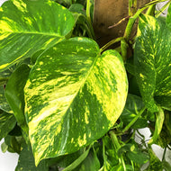 Pothos, 10in Golden Totem - Floral Acres Greenhouse & Garden Centre