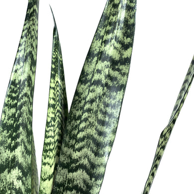 Sansevieria, 10in, Wintergreen - Floral Acres Greenhouse & Garden Centre
