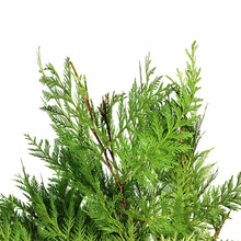 Load image into Gallery viewer, Boughs, Cedar, 3lb, Bunch
