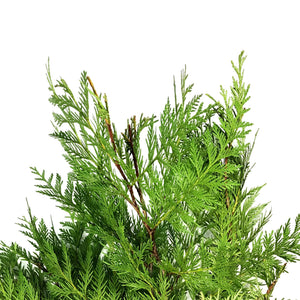 Boughs, Cedar, 3lb, Bunch