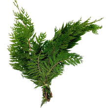 Load image into Gallery viewer, Fresh-cut Boughs, Cedar, 3lb, Bunch - Floral Acres Greenhouse &amp; Garden Centre
