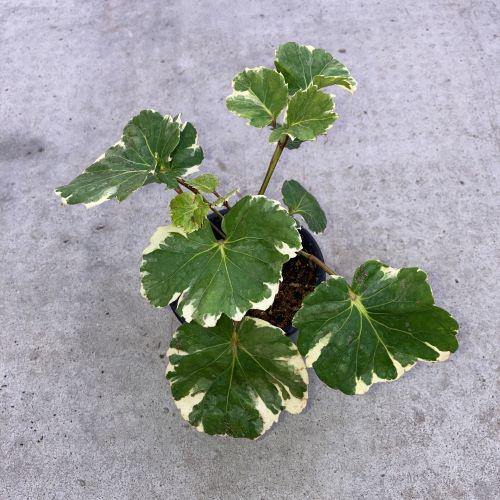 Aralia, 4in, Aralia Balfour Variegated