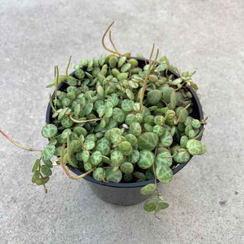 String of Turtles, 3.5in, Peperomia Prostrata - Floral Acres Greenhouse & Garden Centre