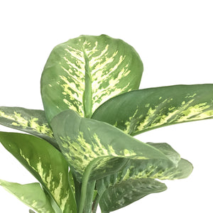 Dieffenbachia, 8in, Tropic Snow