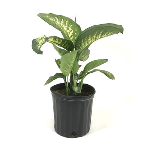 Dieffenbachia, 8in, Tropic Snow