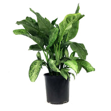 Load image into Gallery viewer, Dieffenbachia, 10in, Tropic Snow
