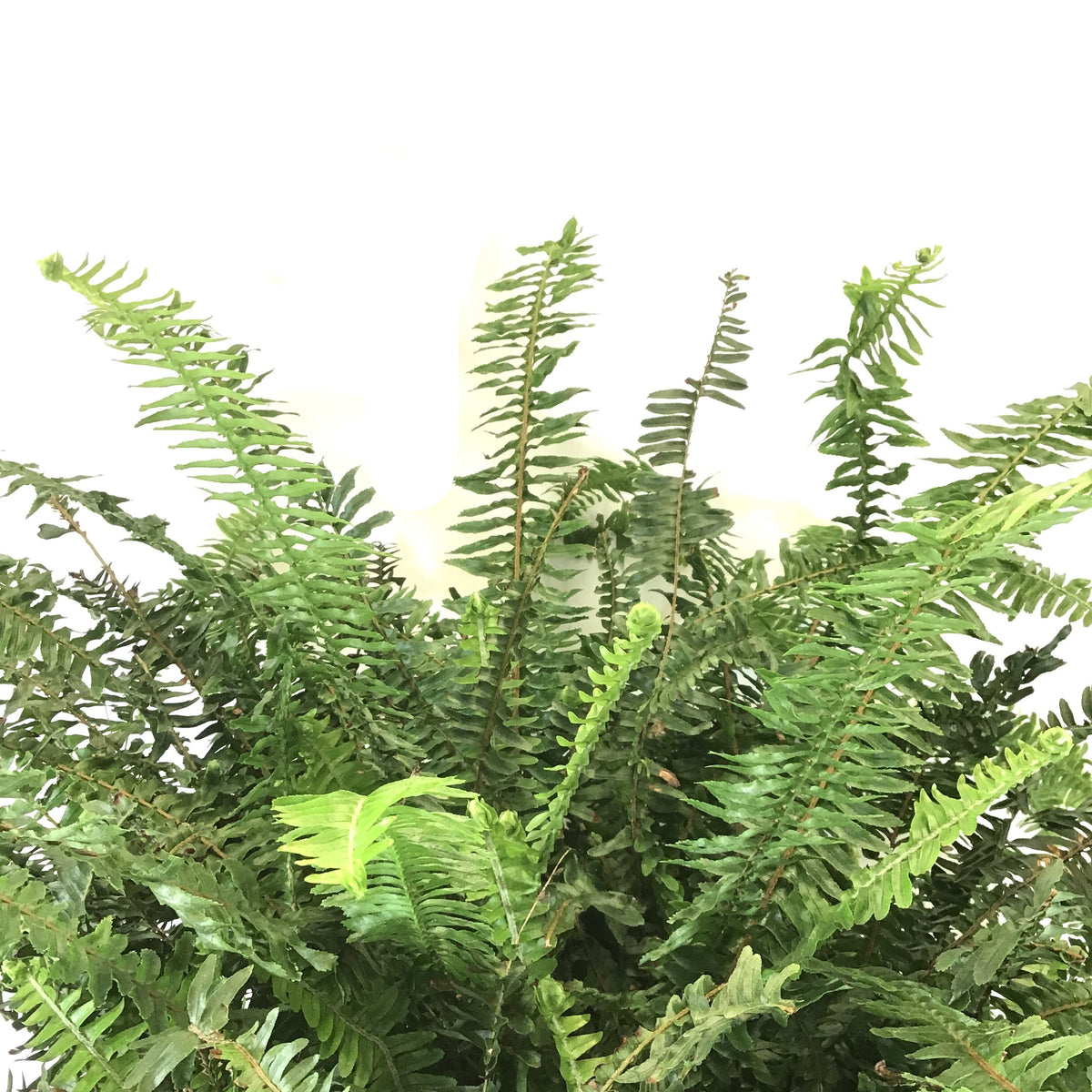 Fern, 10in, Kimberly