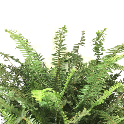 Fern, 10in, Kimberly