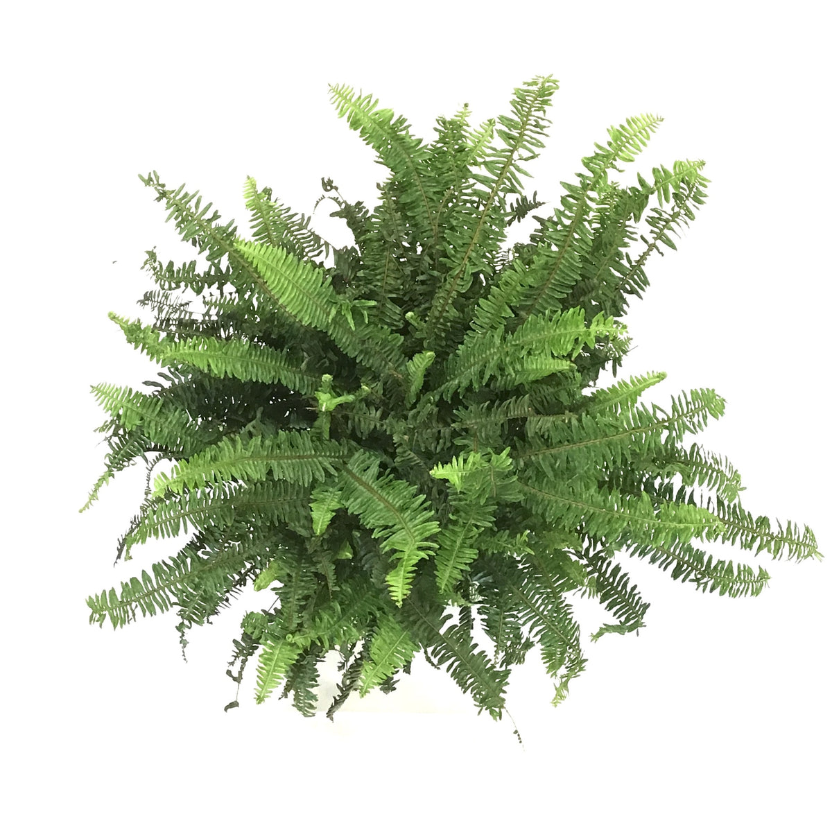 Fern, 10in, Kimberly
