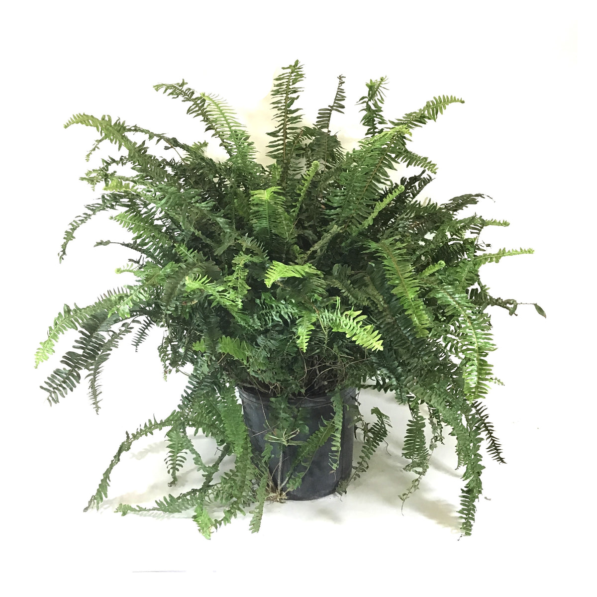 Fern, 10in, Kimberly