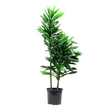 Load image into Gallery viewer, Dracaena, 10in, Green Jewel Cane
