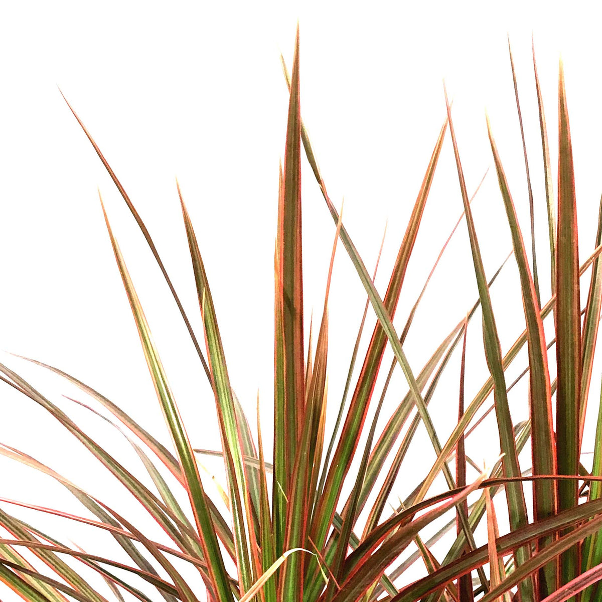 Dracaena, 10in, Colorama Bush