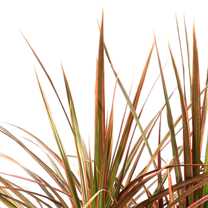 Dracaena, 10in, Colorama Bush