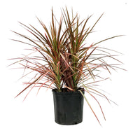 Dracaena, 10in, Colorama Bush