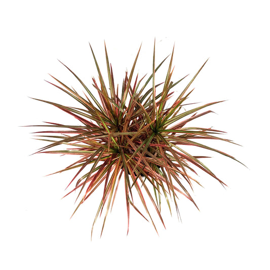 Dracaena, 10in, Colorama Bush