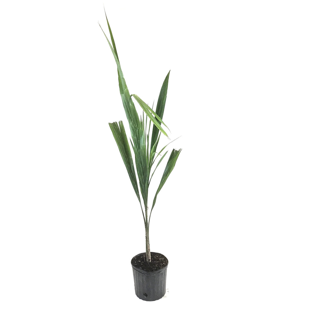 Palm, 10in, Queen