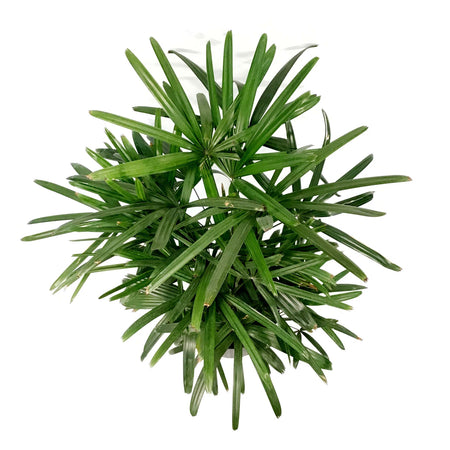 Palm, 10in, Rhapis