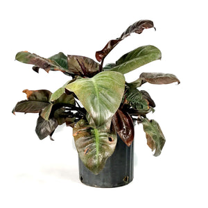 Philodendron, 10in, Black Cardinal